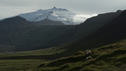 Sheep graze the shadow of the ice-covered Snæfellsjökull volcano in western Iceland.